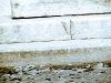 20101012_MHP6857
